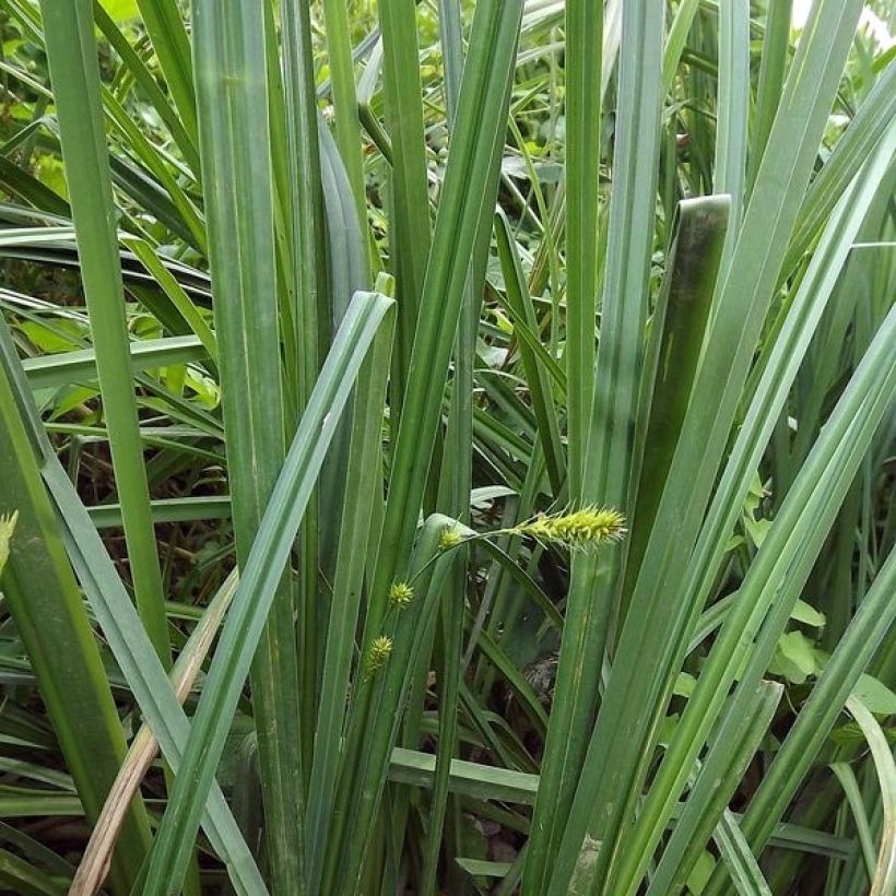 Carex riparia - Ufer-Segge (Foliage)