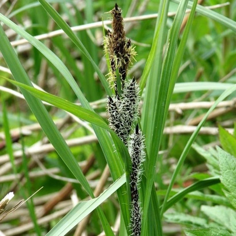 Carex riparia - Ufer-Segge (Flowering)