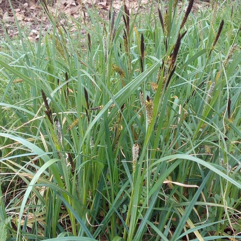 Carex riparia - Ufer-Segge (Plant habit)