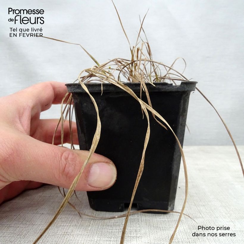 Example of Carex riparia Variegata - Ufer-Segge Kleine Töpfe von 8/9 cm as you get in hiver