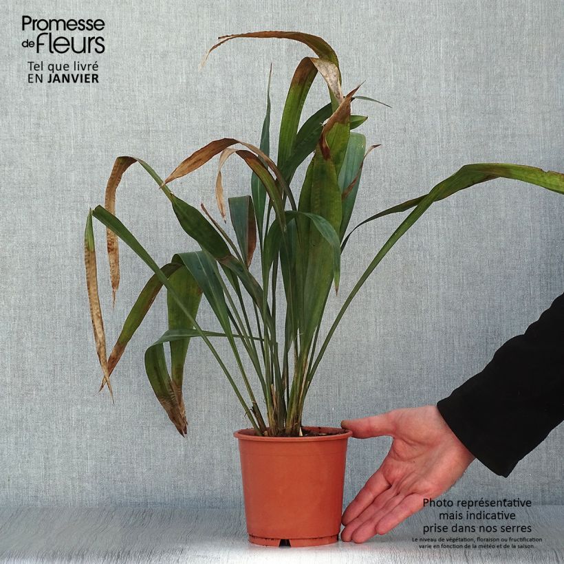 Example of Carex scaposa - Kirschblüten-Segge Topf mit 1L/1,5L as you get in hiver