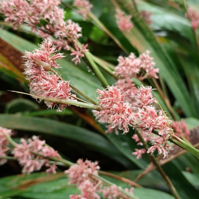 Carex scaposa - Kirschblüten-Segge (Flowering)