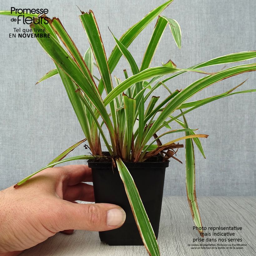 Example of Carex siderosticha Variegata Kleine Töpfe von 8/9 cm as you get in automne