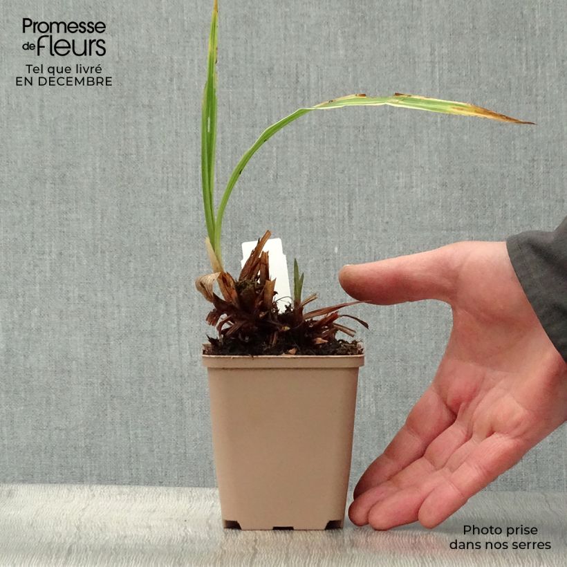 Exemplar von Carex siderosticha Variegata Kleine Töpfe von 8/9 cm wie im Winter geliefert