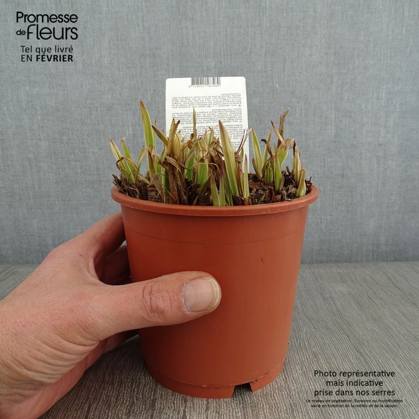 Exemplar von Carex siderosticha Variegata Topf mit 1L/1,5L wie im Winter geliefert