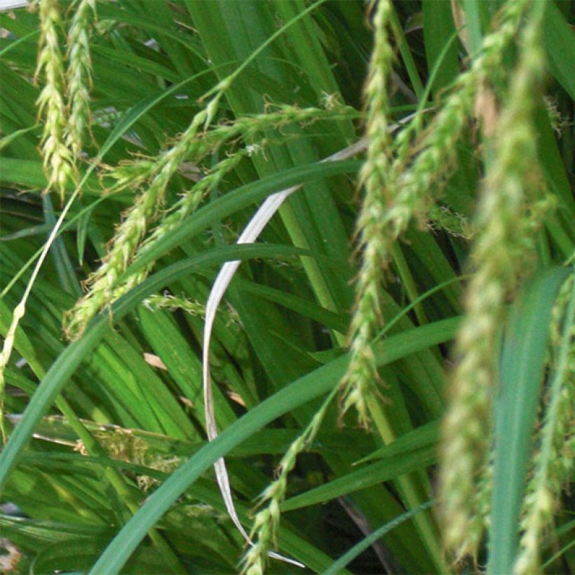 Carex sylvatica - Wald-Segge (Flowering)