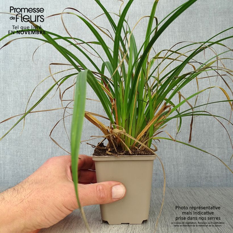 Example of Carex sylvatica - Wald-Segge Kleine Töpfe von 8/9 cm as you get in automne