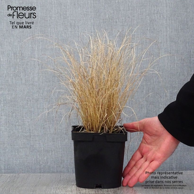Example of Carex testacea Lime Shine - Orange Segge Topf mit 2L/3L as you get in hiver