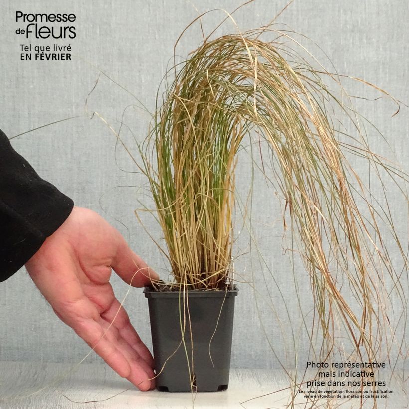 Exemplar von Carex testacea Prairie Fire - Orange Segge Kleine Töpfe von 8/9 cm wie im Winter geliefert