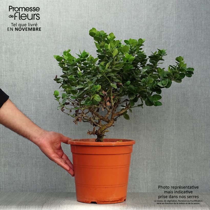 Example of Carissa macrocarpa Topf mit 7,5L/10L as you get in automne