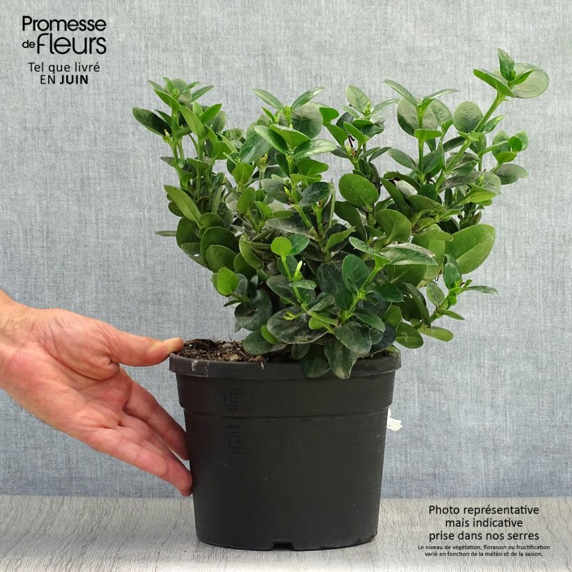 Example of Carissa macrocarpa Prostrata Topf mit 3L/4L as you get in ete