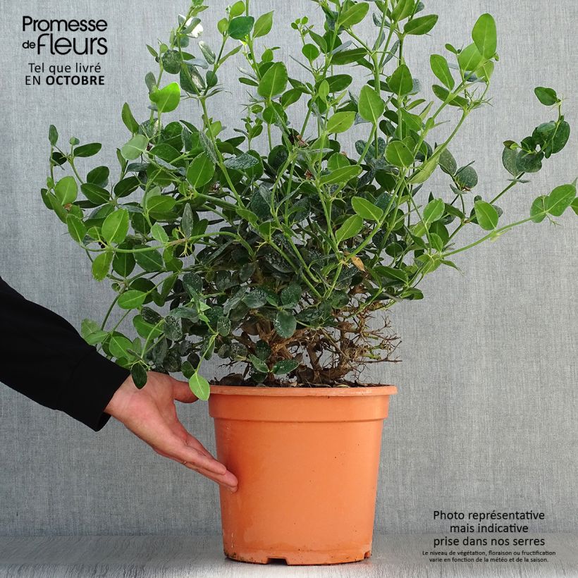 Example of Carissa macrocarpa Prostrata Topf mit 7,5L/10L as you get in automne