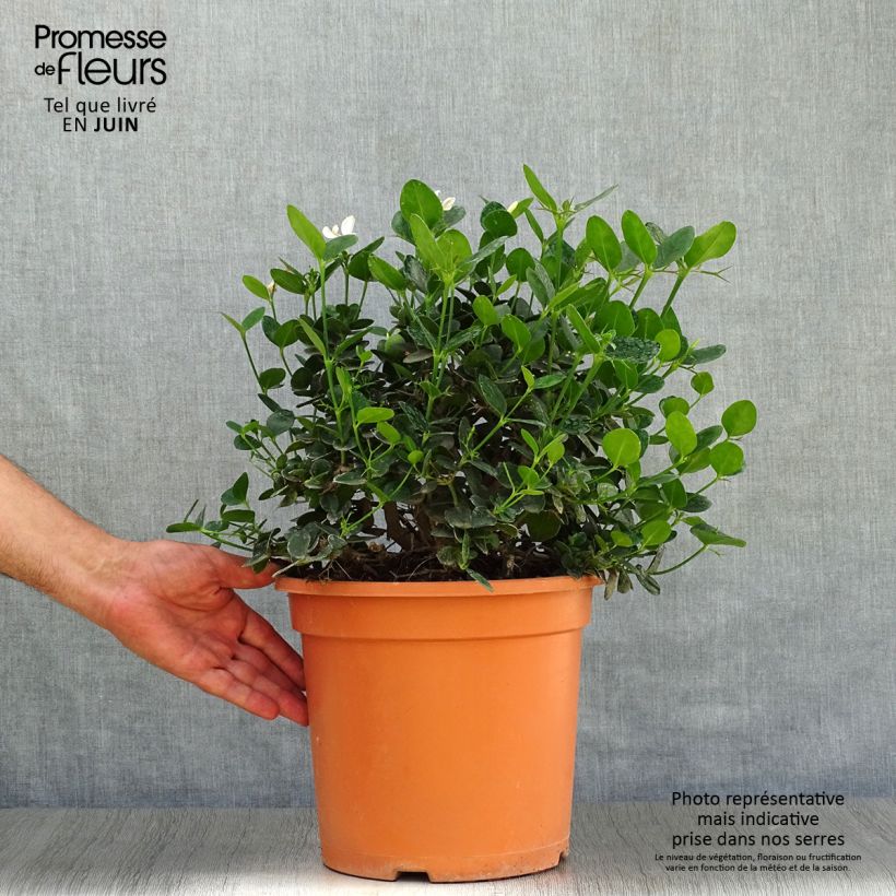 Exemplar von Carissa macrocarpa Prostrata Topf mit 7,5L/10L wie im Sommer geliefert