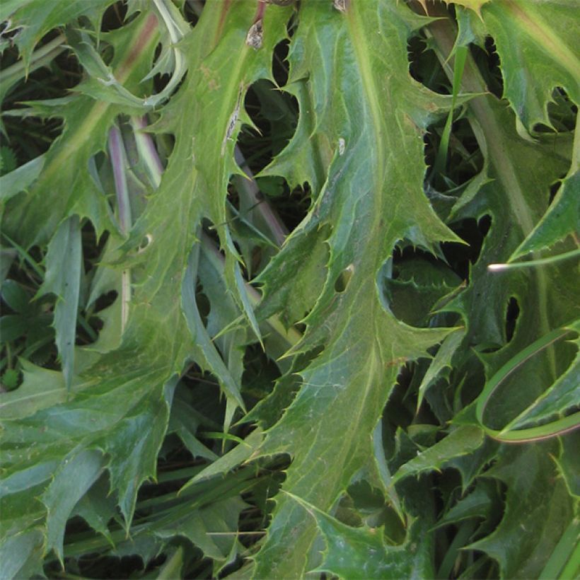 Carlina acanthifolia - Acanthusblättrige Eberwurz (Foliage)