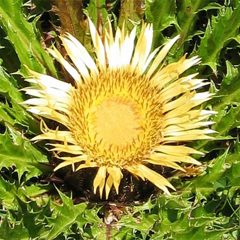 Carlina acanthifolia - Acanthusblättrige Eberwurz (Flowering)