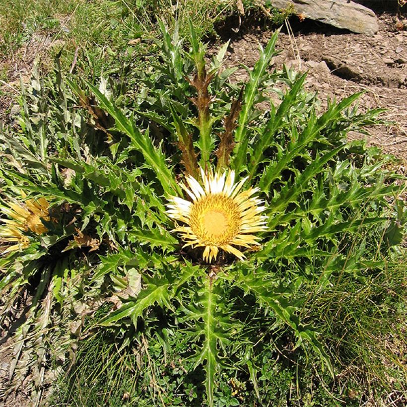 Carlina acanthifolia - Acanthusblättrige Eberwurz (Plant habit)