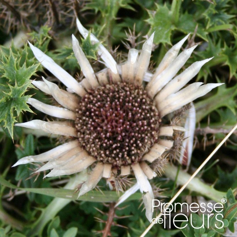 Carlina acaulis subsp. simplex - Einfache Silberdistel (Flowering)