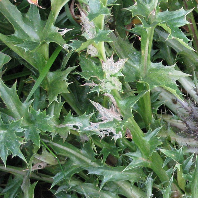 Carlina acaulis subsp. simplex Bronze - Einfache Silberdistel (Foliage)