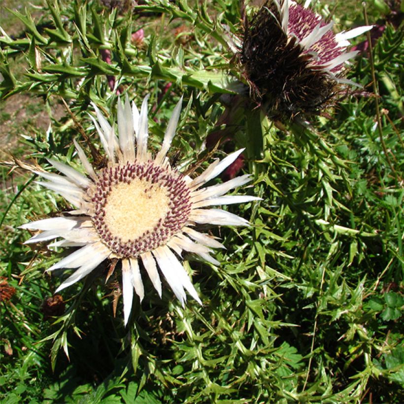 Carlina acaulis subsp. simplex Bronze - Einfache Silberdistel (Flowering)
