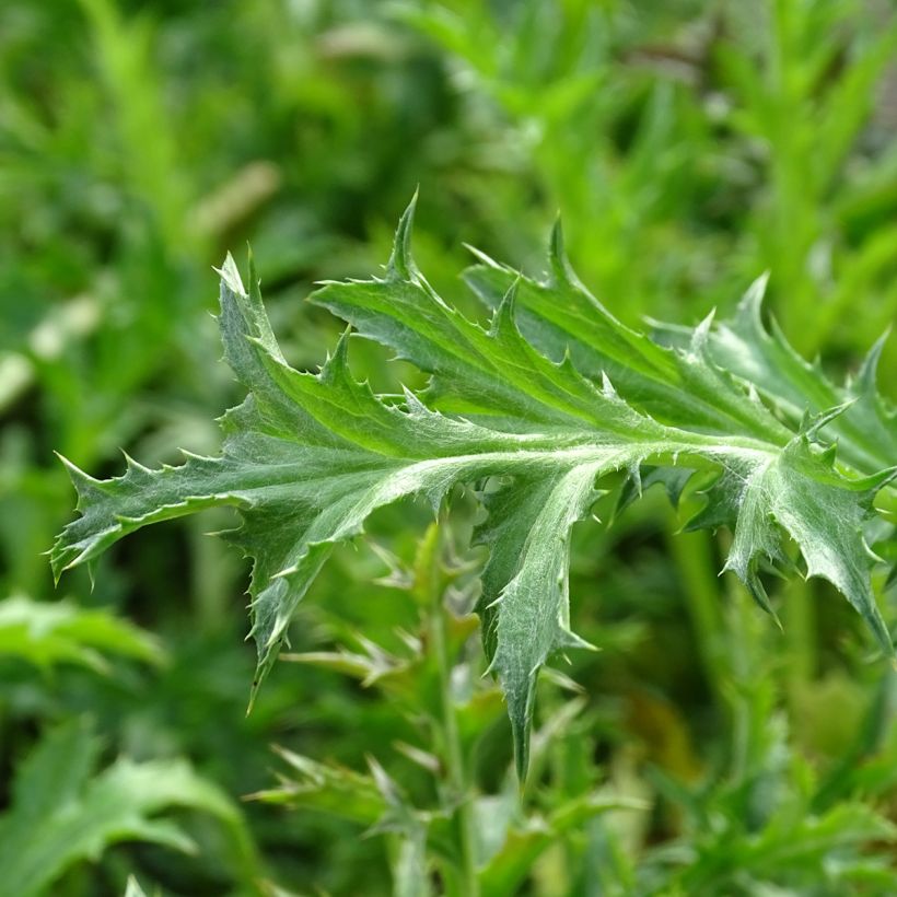 Carlina acaulis subsp. simplex - Einfache Silberdistel (Foliage)