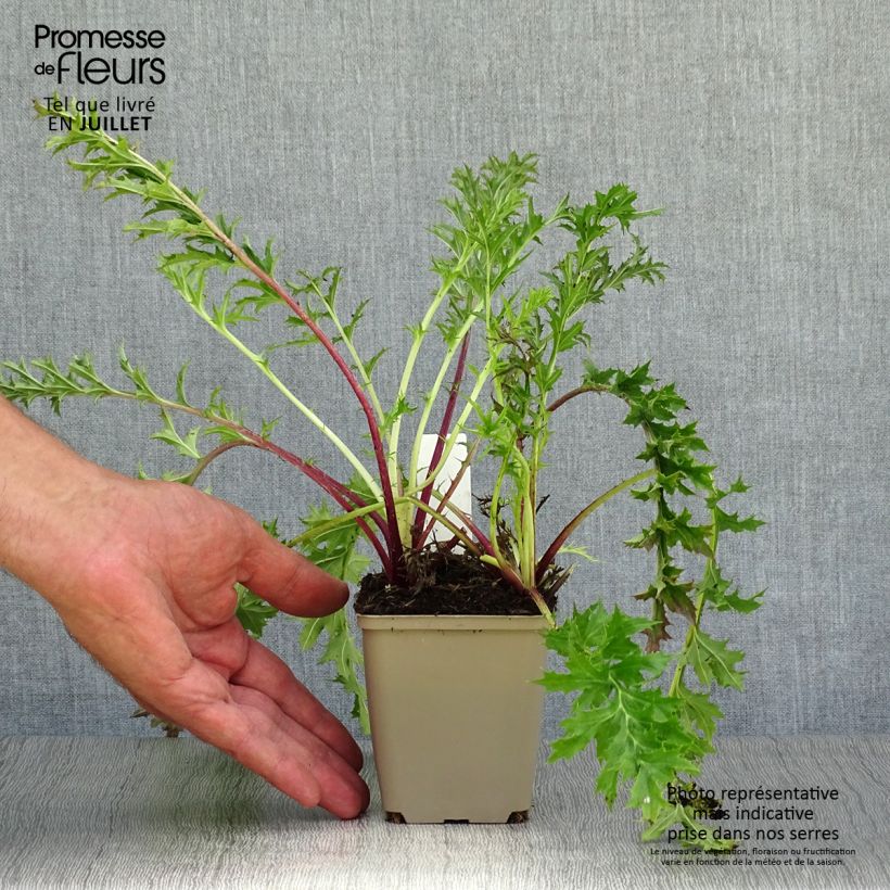 Exemplar von Carlina acaulis subsp. simplex - Einfache Silberdistel Kleine Töpfe von 8/9 cm wie im Sommer geliefert