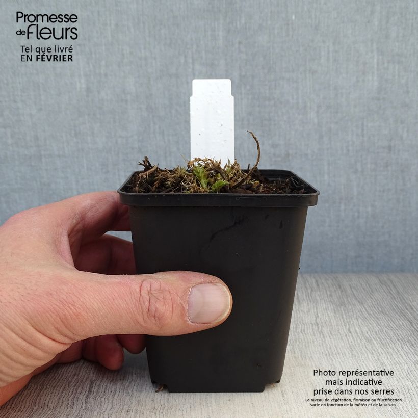 Exemplar von Carlina acaulis subsp. simplex - Einfache Silberdistel Kleine Töpfe von 8/9 cm wie im Winter geliefert