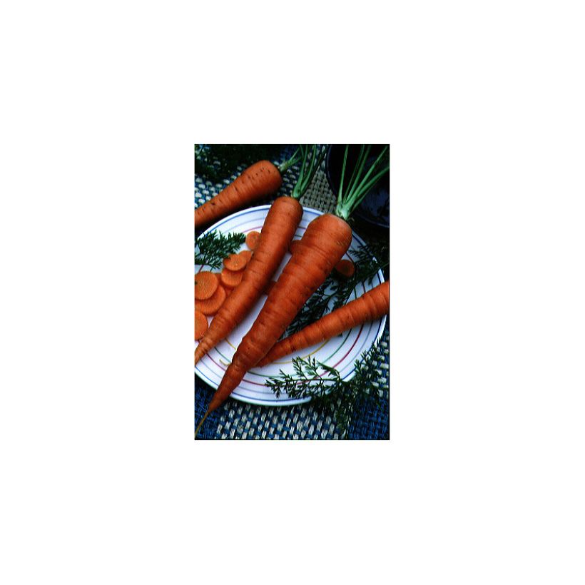 Möhre Valery (Harvest)