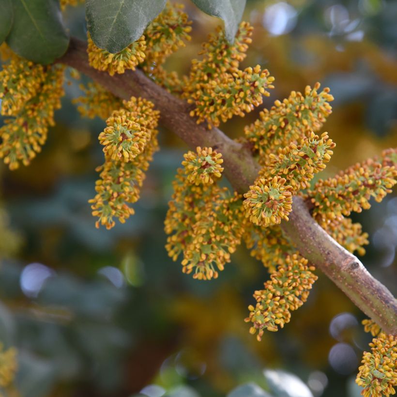 Johannisbrotbaum - Ceratonia siliqua (Flowering)