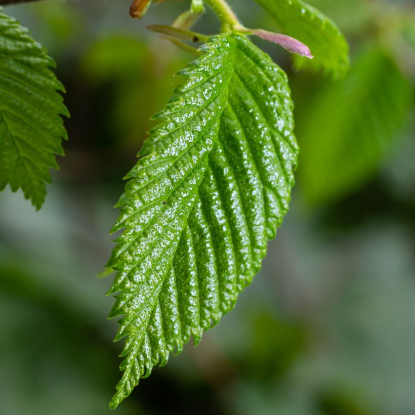 Hainbuche - Carpinus betulus (Foliage)