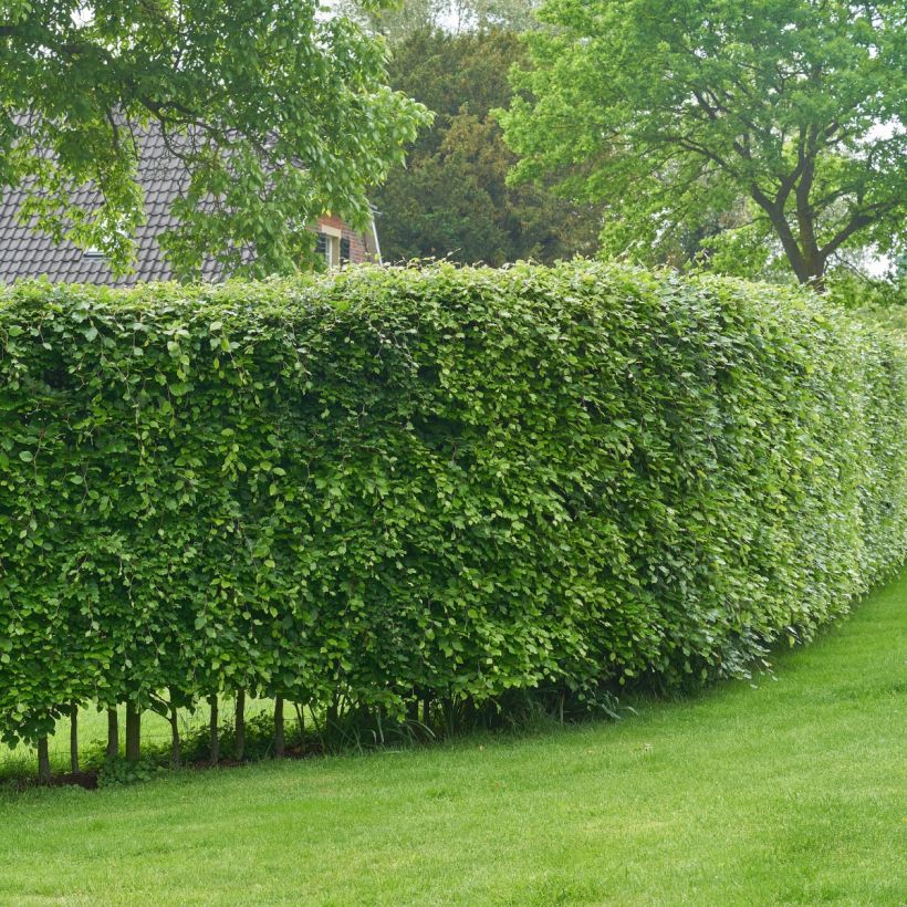 Hainbuche - Carpinus betulus (Plant habit)