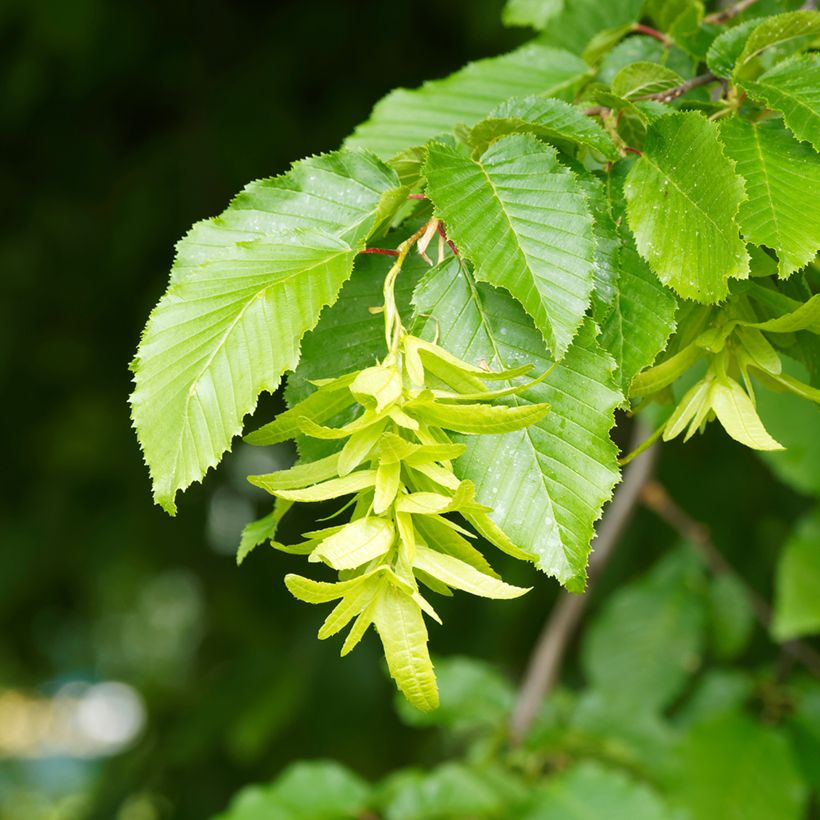 Hainbuche Fastigiata - Carpinus betulus (Flowering)