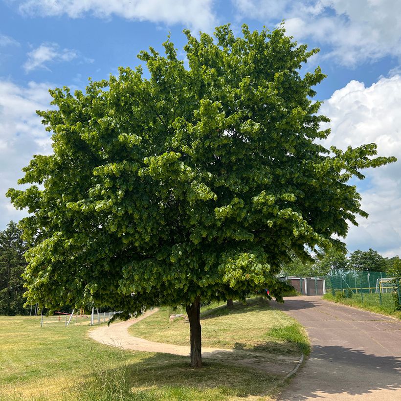 Hainbuche Fastigiata - Carpinus betulus (Plant habit)