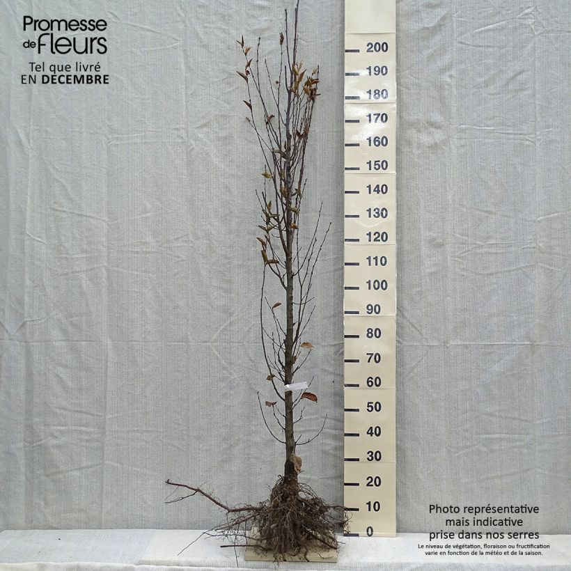 Example of Hainbuche Fastigiata - Carpinus betulus Wurzelnackt as you get in hiver