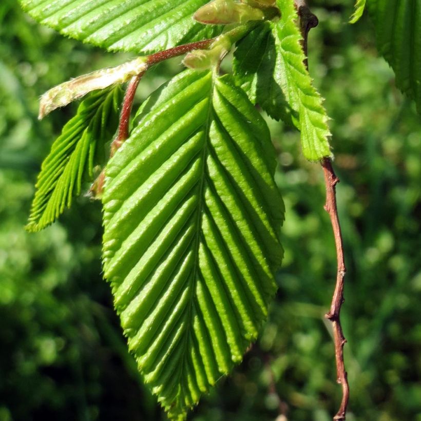 Hainbuche Lucas - Carpinus betulus (Foliage)