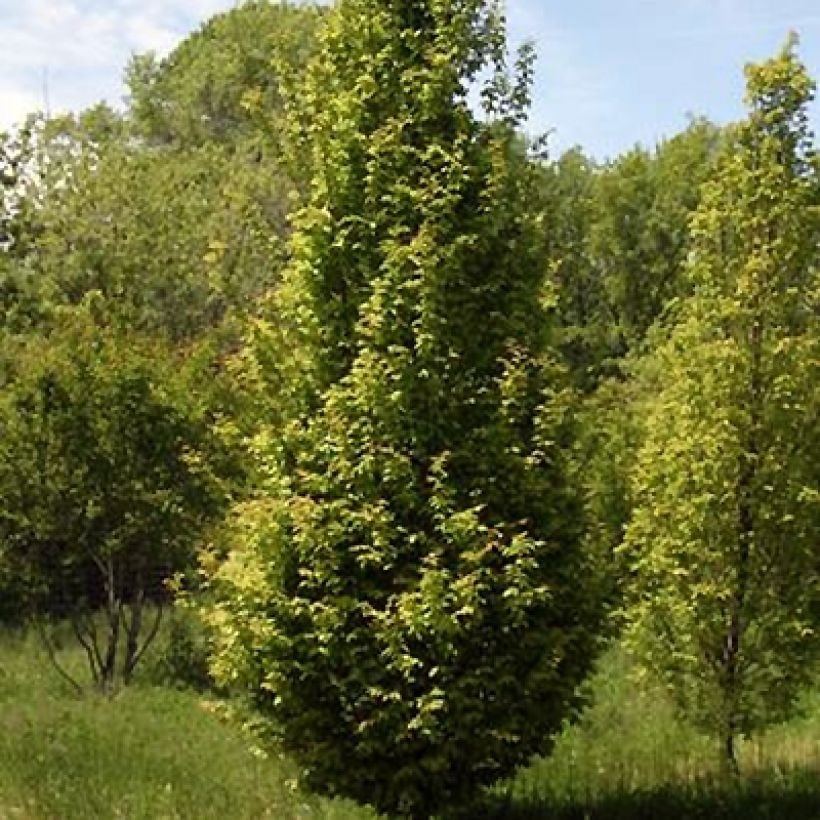 Hainbuche Lucas - Carpinus betulus (Plant habit)