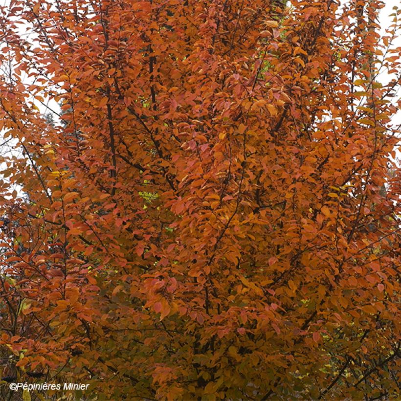 Hainbuche Orange Retz - Carpinus betulus (Foliage)