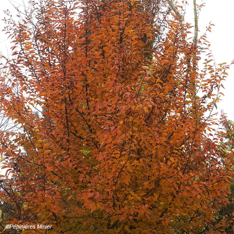 Hainbuche Orange Retz - Carpinus betulus (Plant habit)