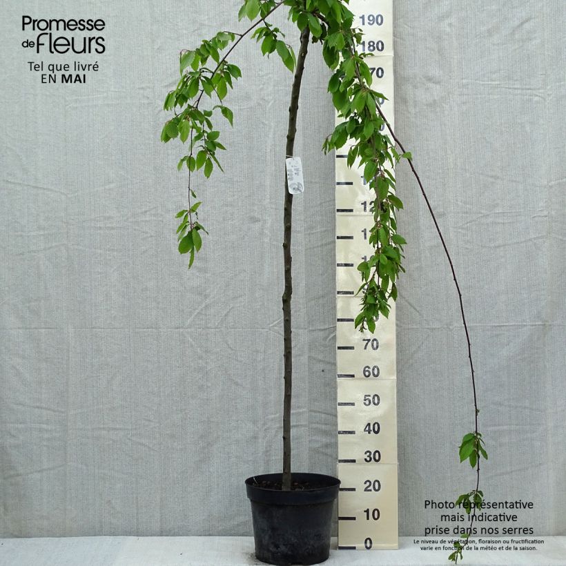 Exemplar von Hainbuche Pendula - Carpinus betulus Topf mit 12L/15L, Stamm wie im Frühjahr geliefert