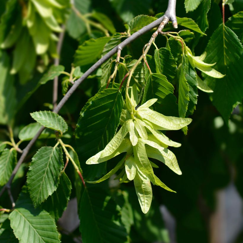 Hainbuche Pendula - Carpinus betulus (Flowering)