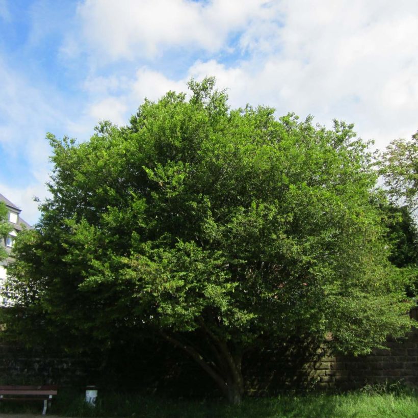 Hainbuche Quercifolia - Carpinus betulus (Plant habit)
