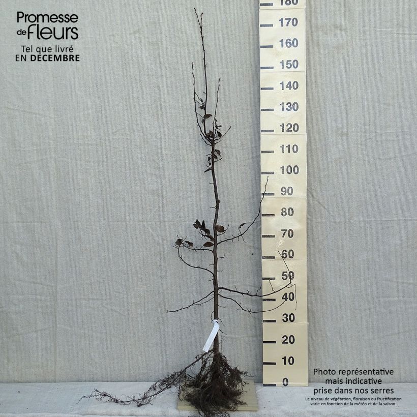 Example of Hainbuche - Carpinus betulus Wurzelnackt as you get in hiver