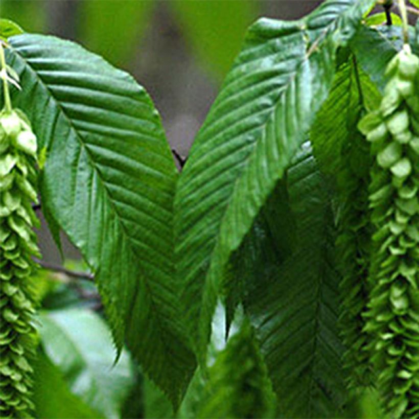 Hopfen Hainbuche - Carpinus fangiana (Foliage)