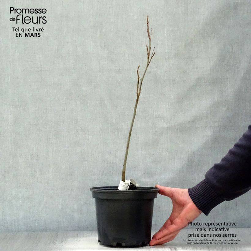 Exemplar von Pekannuss - Carya illinoinensis Topf mit 3L/4L wie im Frühjahr geliefert