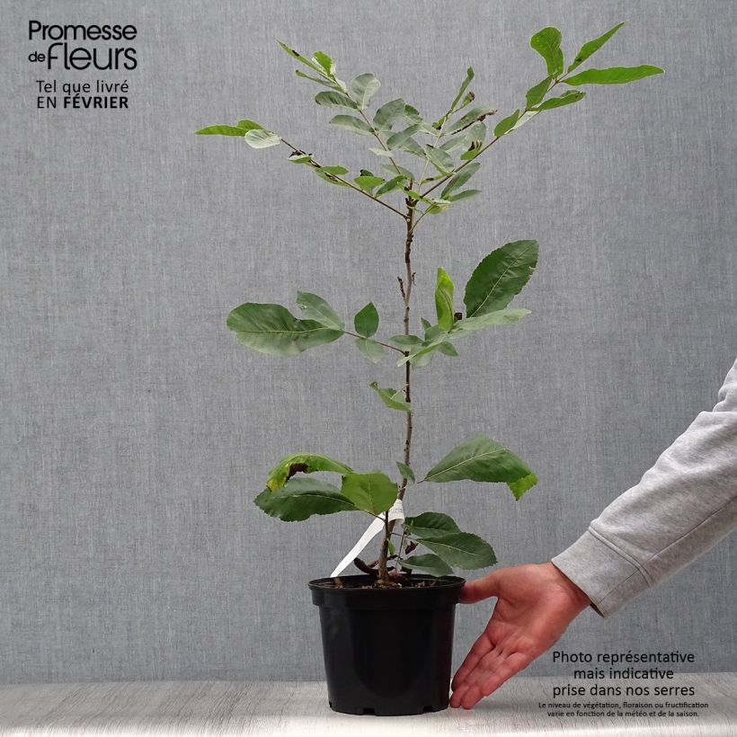 Example of Pekannuss - Carya illinoinensis Topf mit 3L/4L as you get in automne