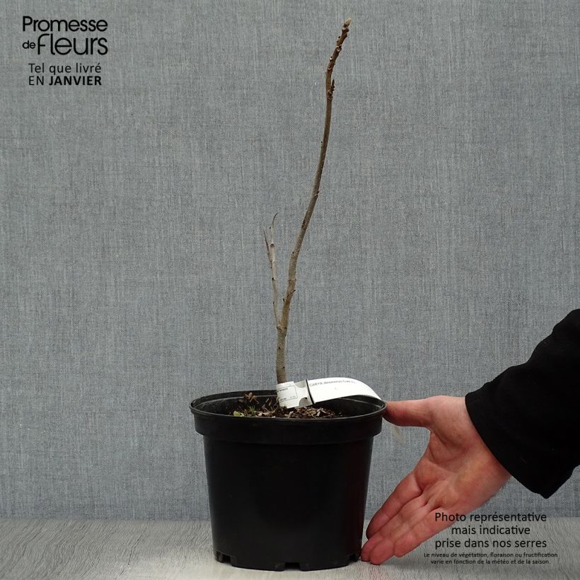 Exemplar von Pekannuss - Carya illinoinensis Topf mit 3L/4L wie im Winter geliefert