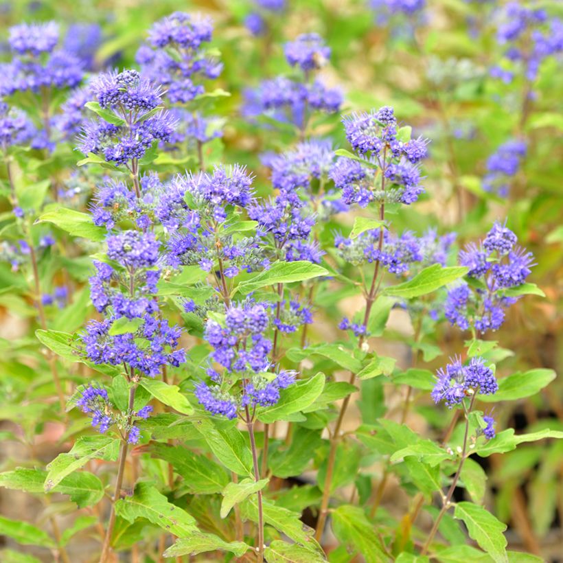 Bartblume Grand Bleu - Caryopteris clandonensis (Flowering)