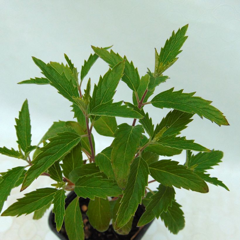 Bartblume Grand Bleu - Caryopteris clandonensis (Foliage)