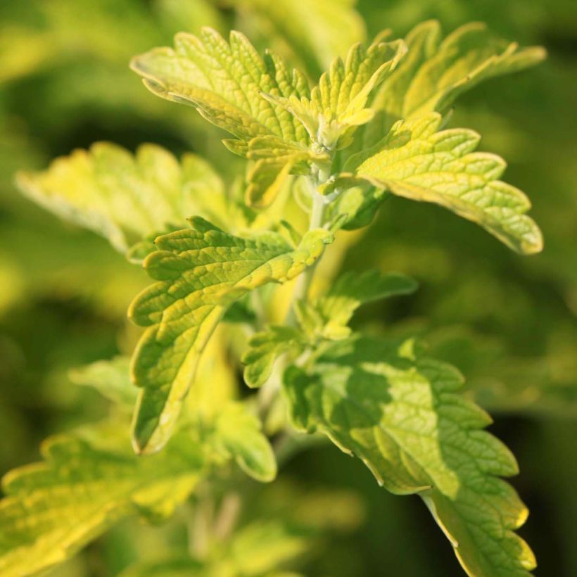Bartblume Hint of Gold - Caryopteris clandonensis (Foliage)
