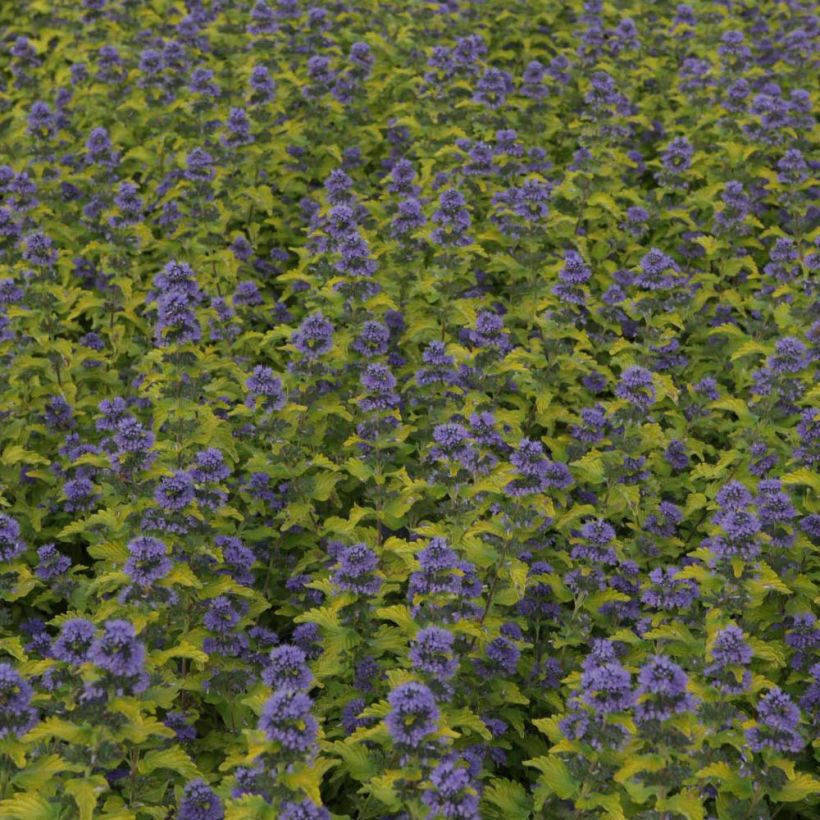Bartblume Hint of Gold - Caryopteris clandonensis (Flowering)