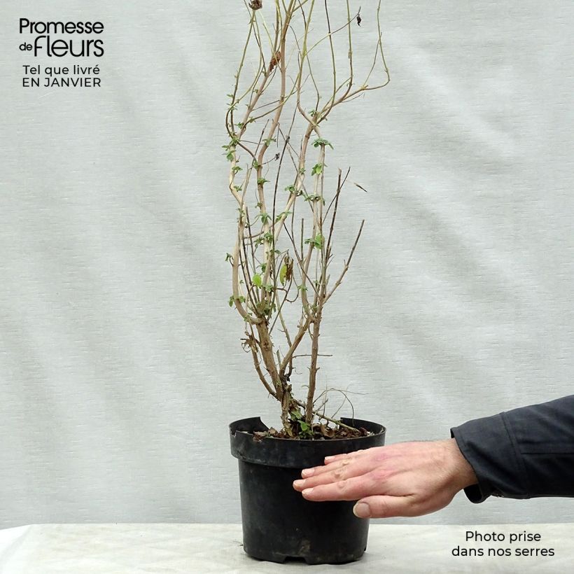 Exemplar von Bartblume Hint of Gold - Caryopteris clandonensis Topf mit 3L/4L wie im Winter geliefert